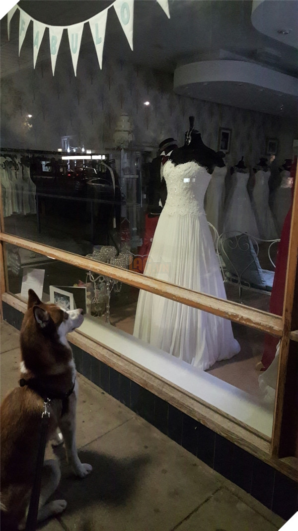 Những hành động chứng tỏ husky sinh ra đã ngớ ngẩn 22