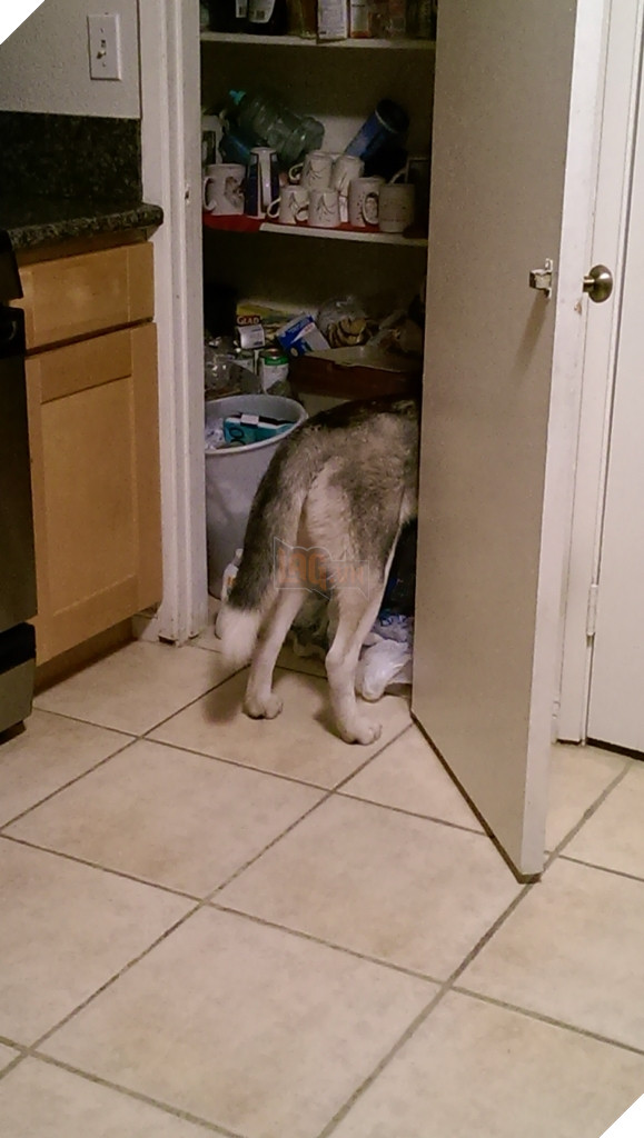 Những hành động chứng tỏ husky sinh ra đã ngớ ngẩn 25