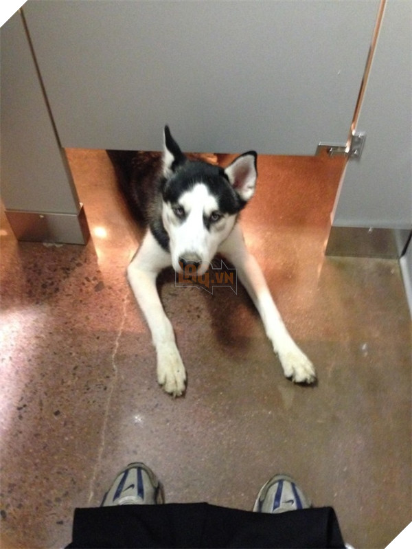 Những hành động chứng tỏ husky sinh ra đã ngớ ngẩn 26