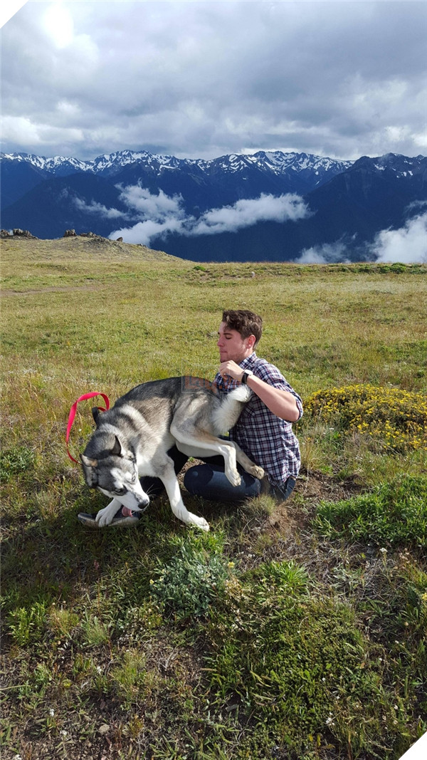 Những hành động chứng tỏ husky sinh ra đã ngớ ngẩn 27