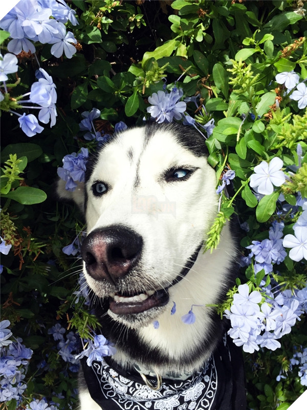 Những hành động chứng tỏ husky sinh ra đã ngớ ngẩn 28