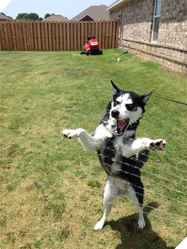 Những hành động chứng tỏ husky sinh ra đã ngớ ngẩn 30