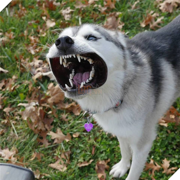 Những hành động chứng tỏ husky sinh ra đã ngớ ngẩn 32