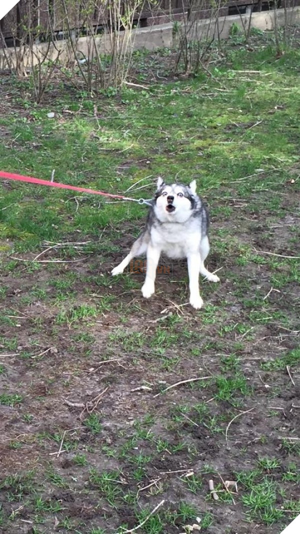 Những hành động chứng tỏ husky sinh ra đã ngớ ngẩn 33