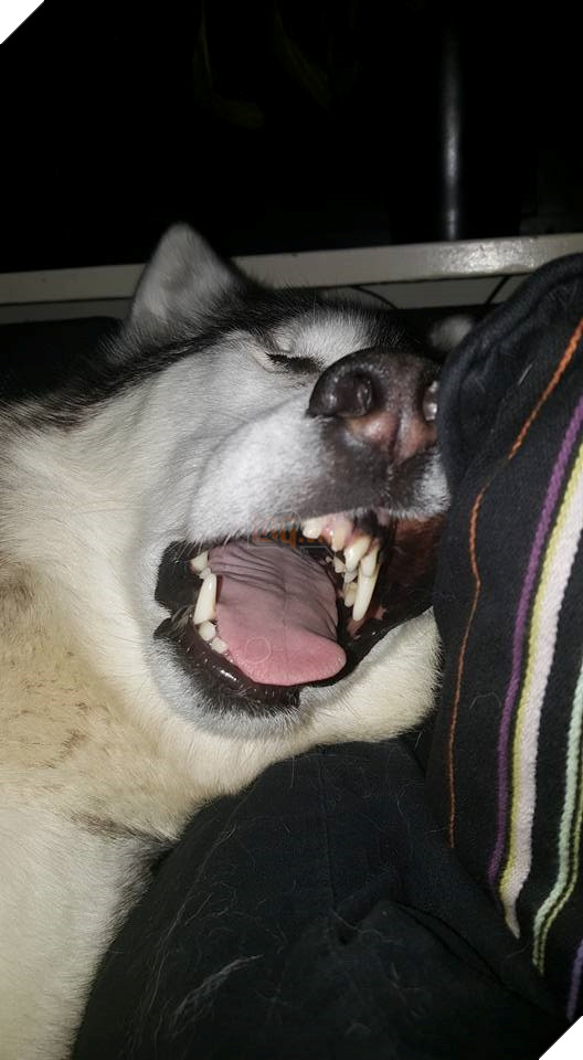 Những hành động chứng tỏ husky sinh ra đã ngớ ngẩn 34