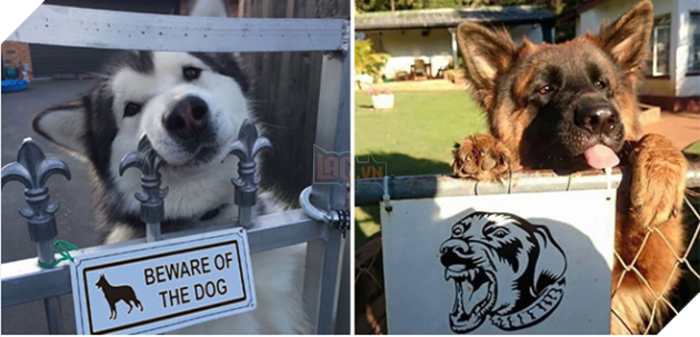 Cười nghiêng ngả với 20 chó cún đáng yêu bị gắn mác ‘Cẩn thận chó dữ’, thật oan ức!