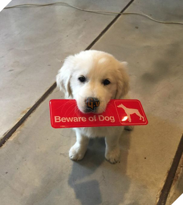 Khổ thân 16 em chó đáng yêu bị gắn mác Cẩn thận chó dữ oan ức - Ảnh 2.