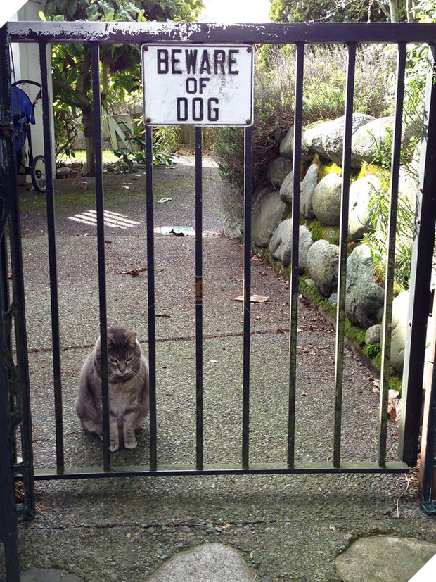 Khổ thân 16 em chó đáng yêu bị gắn mác Cẩn thận chó dữ oan ức - Ảnh 8.