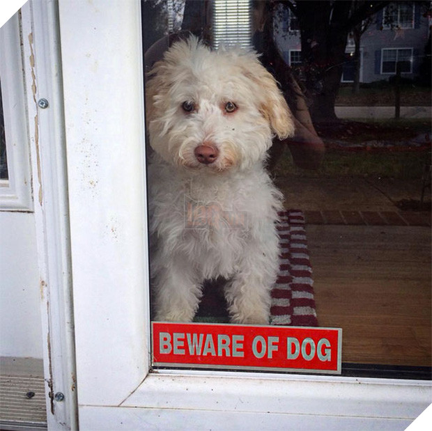 Khổ thân 16 em chó đáng yêu bị gắn mác Cẩn thận chó dữ oan ức - Ảnh 4.