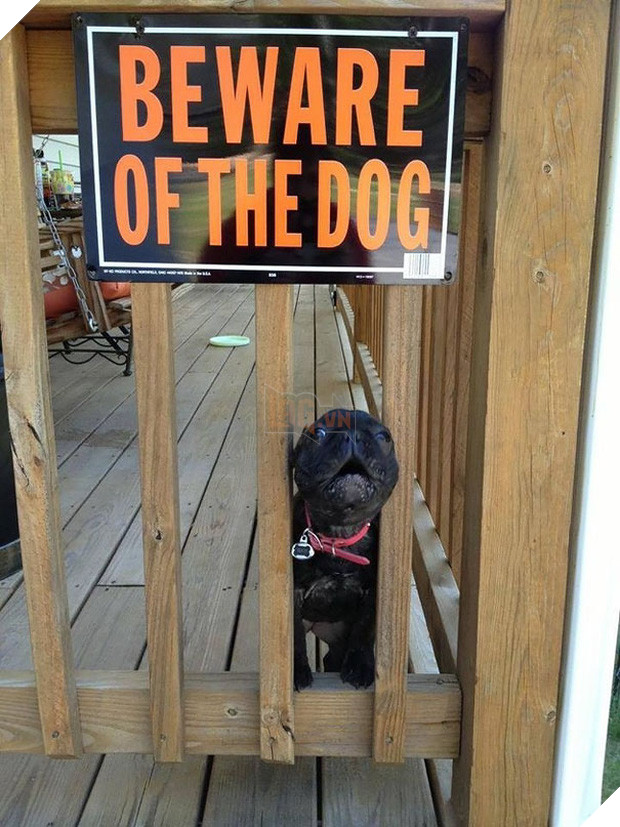 Khổ thân 16 em chó đáng yêu bị gắn mác Cẩn thận chó dữ oan ức - Ảnh 5.