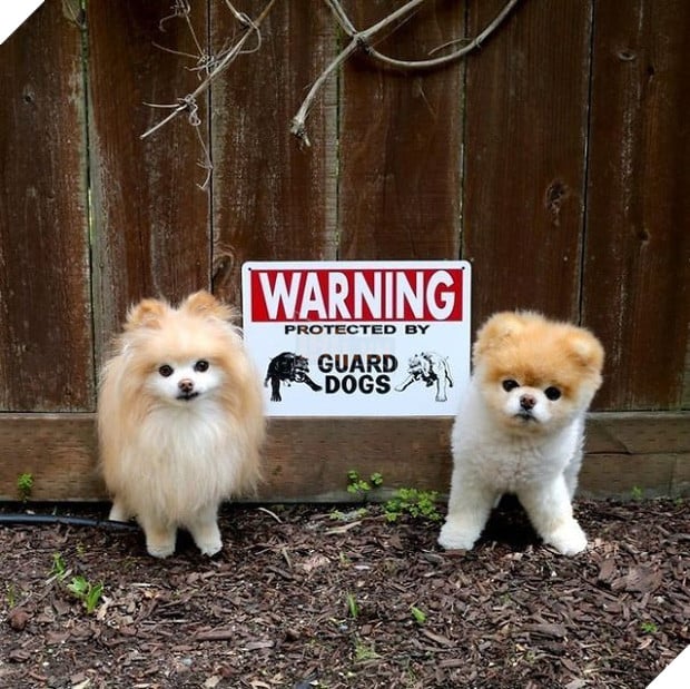 Khổ thân 16 em chó đáng yêu bị gắn mác Cẩn thận chó dữ oan ức - Ảnh 7.