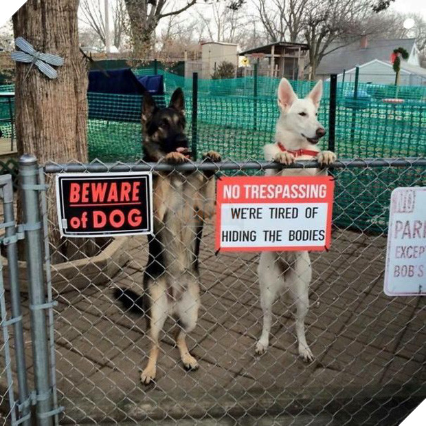 Khổ thân 16 em chó đáng yêu bị gắn mác Cẩn thận chó dữ oan ức - Ảnh 9.