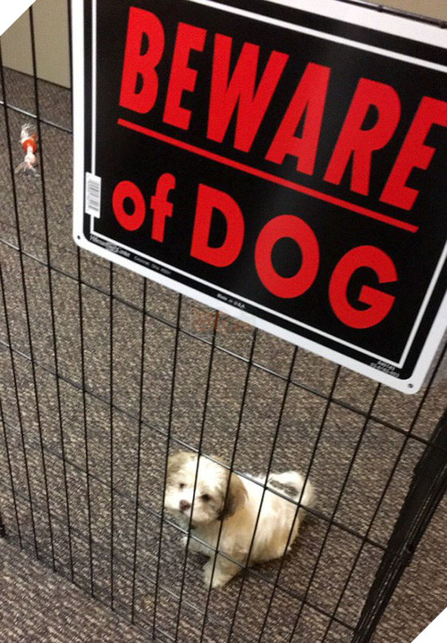 Khổ thân 16 em chó đáng yêu bị gắn mác Cẩn thận chó dữ oan ức - Ảnh 10.