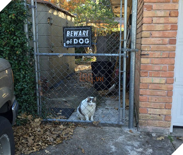 Khổ thân 16 em chó đáng yêu bị gắn mác Cẩn thận chó dữ oan ức - Ảnh 12.