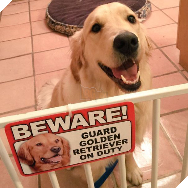 Khổ thân 16 em chó đáng yêu bị gắn mác Cẩn thận chó dữ oan ức - Ảnh 6.