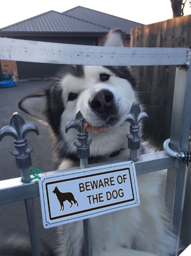 Khổ thân 16 em chó đáng yêu bị gắn mác Cẩn thận chó dữ oan ức - Ảnh 1.