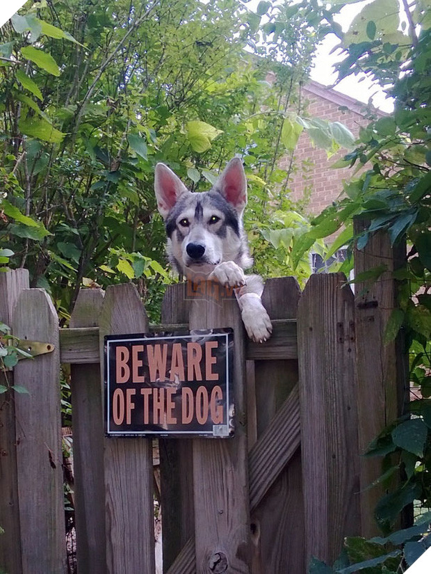 Khổ thân 16 em chó đáng yêu bị gắn mác Cẩn thận chó dữ oan ức - Ảnh 13.