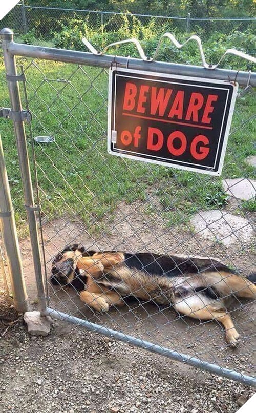 Khổ thân 16 em chó đáng yêu bị gắn mác Cẩn thận chó dữ oan ức - Ảnh 16.