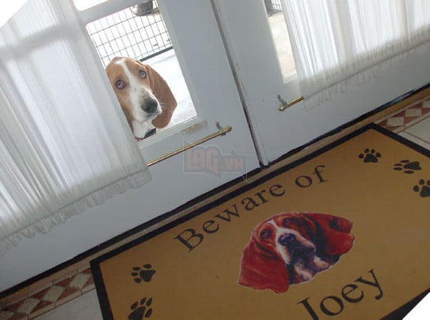 Khổ thân 16 em chó đáng yêu bị gắn mác Cẩn thận chó dữ oan ức - Ảnh 11.