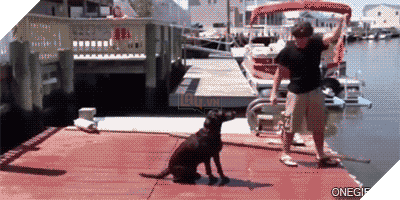 15 cú ngã sấp mặt của những chú chó vụng về hết thuốc chữa - Ảnh 5.