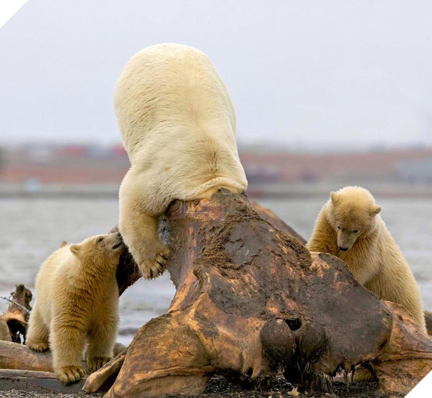 19 tai nạn mắc kẹt ngớ ngẩn của bè lũ động vật khiến chúng không có lỗ nào mà chui - Ảnh 1.