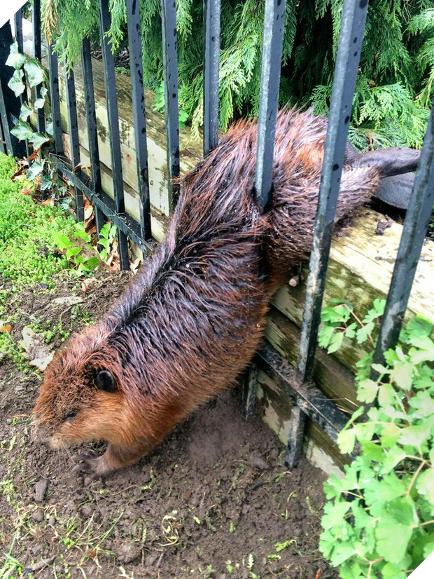 19 tai nạn mắc kẹt ngớ ngẩn của bè lũ động vật khiến chúng không có lỗ nào mà chui - Ảnh 19.