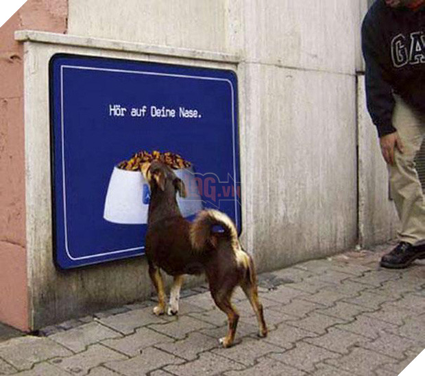 19 tai nạn mắc kẹt ngớ ngẩn của bè lũ động vật khiến chúng không có lỗ nào mà chui - Ảnh 21.