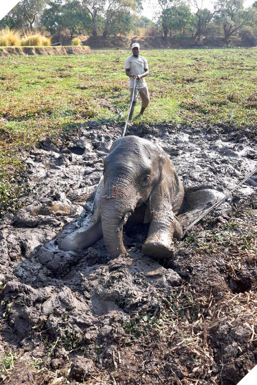 19 tai nạn mắc kẹt ngớ ngẩn của bè lũ động vật khiến chúng không có lỗ nào mà chui - Ảnh 25.