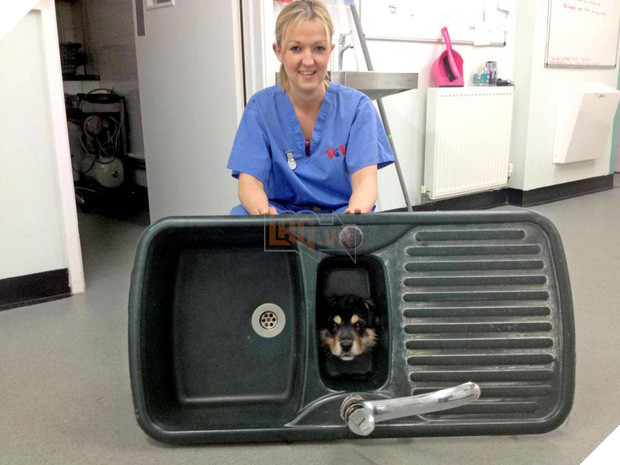 19 tai nạn mắc kẹt ngớ ngẩn của bè lũ động vật khiến chúng không có lỗ nào mà chui - Ảnh 27.