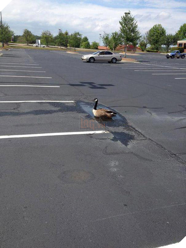 19 tai nạn mắc kẹt ngớ ngẩn của bè lũ động vật khiến chúng không có lỗ nào mà chui - Ảnh 29.