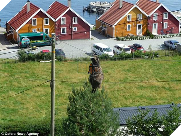 19 pha mắc kẹt ngớ ngẩn không hiểu nổi của lũ động vật 16