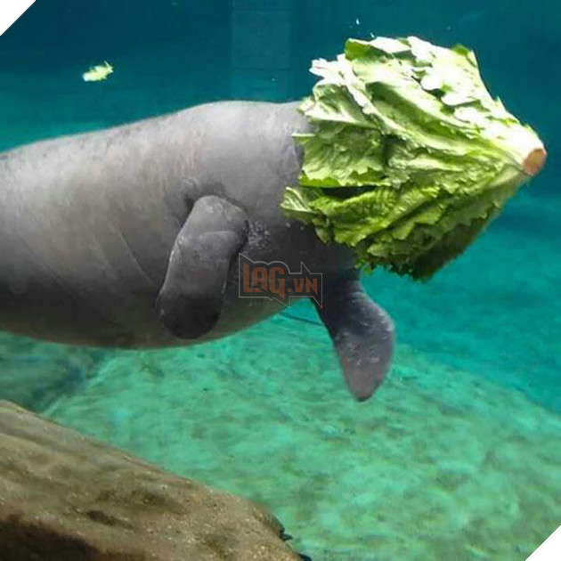 19 pha mắc kẹt ngớ ngẩn không hiểu nổi của lũ động vật 17