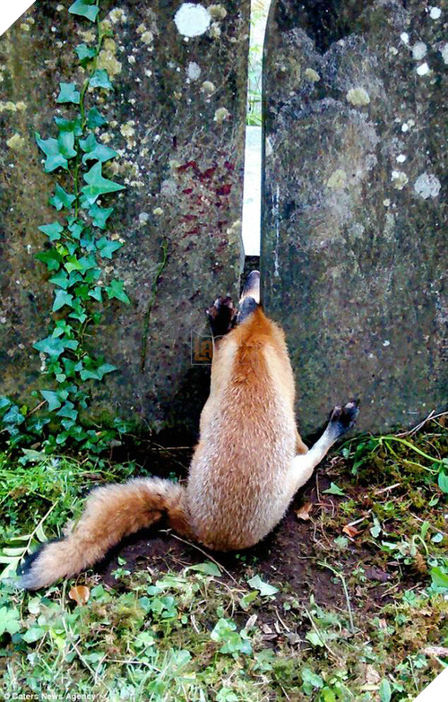 19 tai nạn mắc kẹt ngớ ngẩn của bè lũ động vật khiến chúng không có lỗ nào mà chui - Ảnh 34.