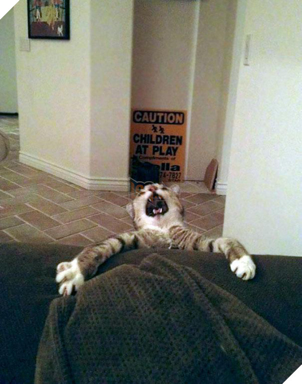 19 tai nạn mắc kẹt ngớ ngẩn của bè lũ động vật khiến chúng không có lỗ nào mà chui - Ảnh 5.