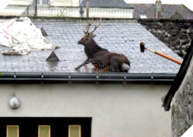 19 tai nạn mắc kẹt ngớ ngẩn của bè lũ động vật khiến chúng không có lỗ nào mà chui - Ảnh 7.