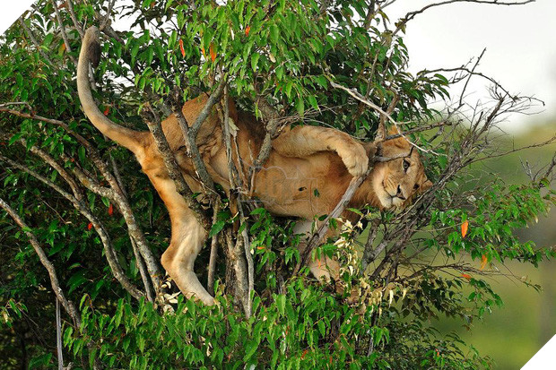 19 tai nạn mắc kẹt ngớ ngẩn của bè lũ động vật khiến chúng không có lỗ nào mà chui - Ảnh 11.