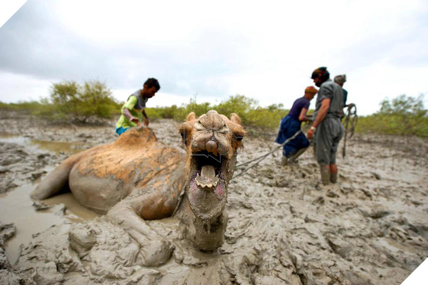 19 tai nạn mắc kẹt ngớ ngẩn của bè lũ động vật khiến chúng không có lỗ nào mà chui - Ảnh 13.