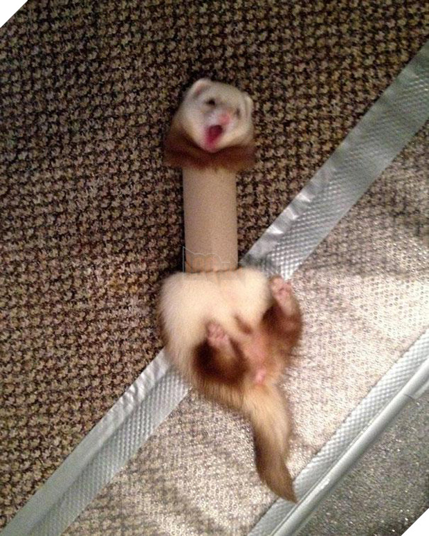 19 tai nạn mắc kẹt ngớ ngẩn của bè lũ động vật khiến chúng không có lỗ nào mà chui - Ảnh 15.