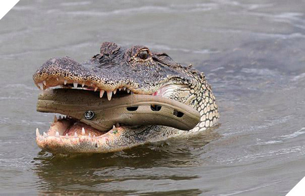 19 tai nạn mắc kẹt ngớ ngẩn của bè lũ động vật khiến chúng không có lỗ nào mà chui - Ảnh 17.