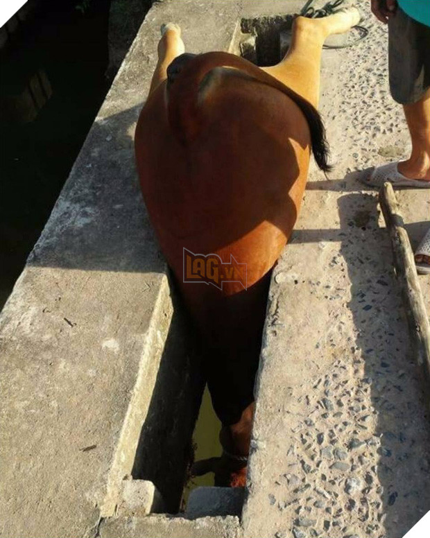 19 tai nạn mắc kẹt ngớ ngẩn của bè lũ động vật khiến chúng không có lỗ nào mà chui - Ảnh 36.