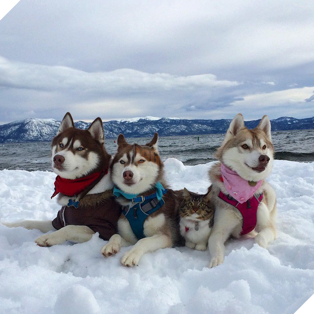 Cuộc sống hạnh phúc của bé mèo cứ nghĩ mình là chó bên gia đình Husky - Ảnh 10.