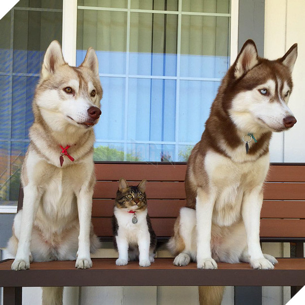 Cuộc sống hạnh phúc của bé mèo cứ nghĩ mình là chó bên gia đình Husky - Ảnh 8.
