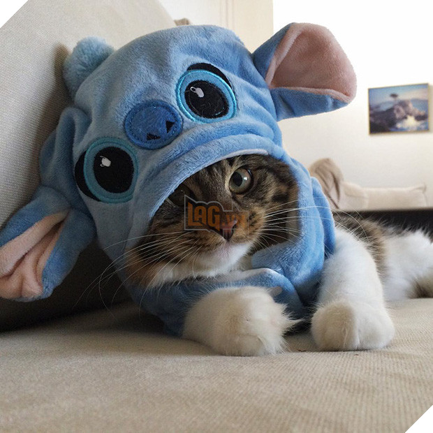 Cuộc sống hạnh phúc của bé mèo cứ nghĩ mình là chó bên gia đình Husky - Ảnh 7.