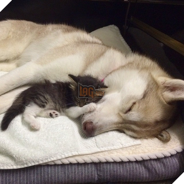 Cuộc sống hạnh phúc của bé mèo cứ nghĩ mình là chó bên gia đình Husky - Ảnh 4.