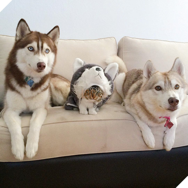 Sau khi được cứu sống thần kỳ, bé mèo Rosie đã sống cùng với gia đình ân nhân Husky và dần dần hành động giống như một chú chó đích thực.