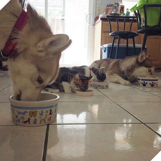 Cuộc sống hạnh phúc của bé mèo cứ nghĩ mình là chó bên gia đình Husky - Ảnh 14.