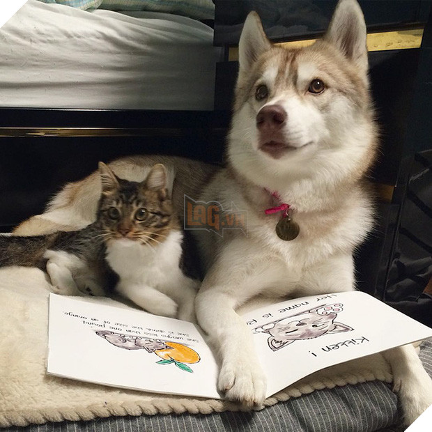 Cuộc sống hạnh phúc của bé mèo cứ nghĩ mình là chó bên gia đình Husky - Ảnh 2.