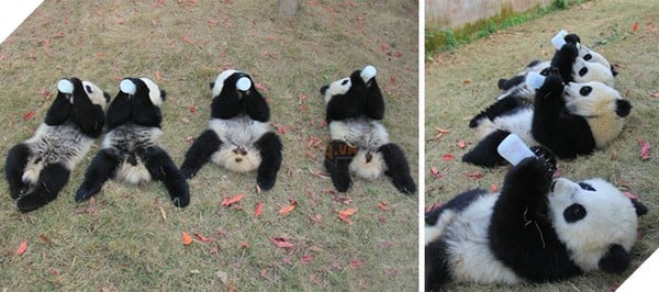 Các bé gấu trúc lần lượt được uống sữa. (Ảnh: Internet)