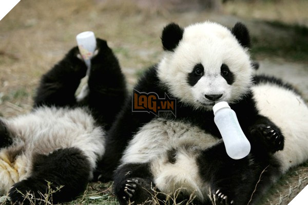 Khi các chú nhóc được sinh ra, chúng sẽ được nuôi dưỡng trong điều kiện tốt nhất có thể. (Ảnh: Internet)