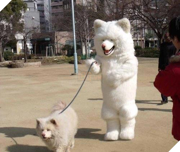 14 điều kỳ quặc mà bạn chỉ có thể tìm thấy ở Nhật Bản - Ảnh 18.